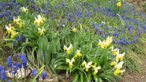 Iris und Muscari im Botanischen Garten Jena