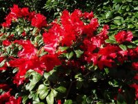 8 Rhododendron forrestii 'Scarlet Wonder'