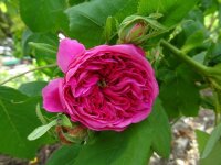 10 Rosa 'Yolande d'Aragon'