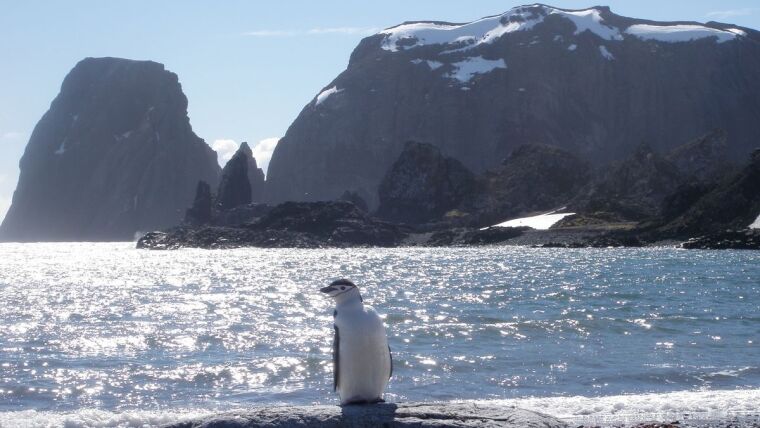 Pinguin in the Antarctic