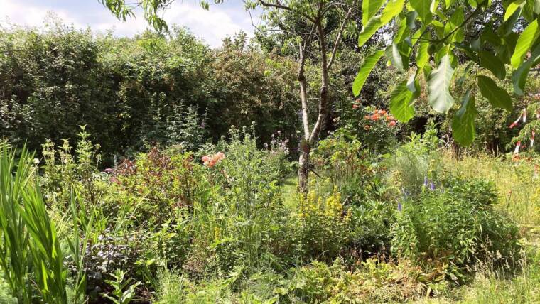 A biodiversity-friendly garden