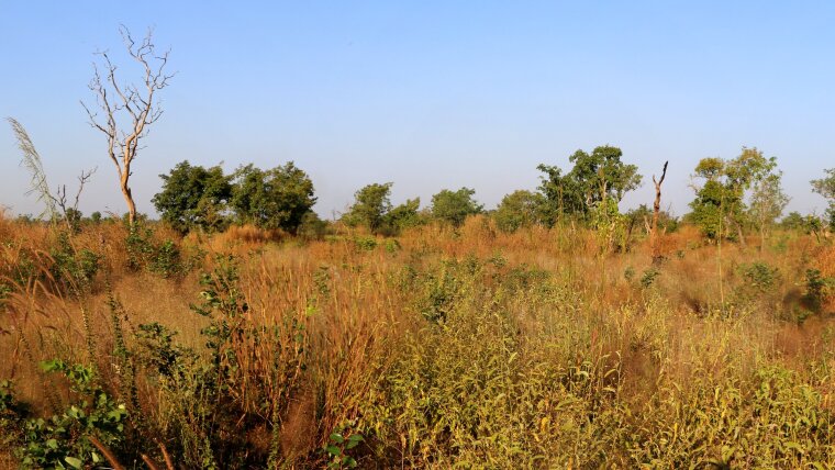 Savanne in Burkina Faso