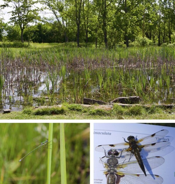 Ein makrophytenreiches Kleingewässer auf dem Jenaer Forst und dort verbreitete Libellenarten.
