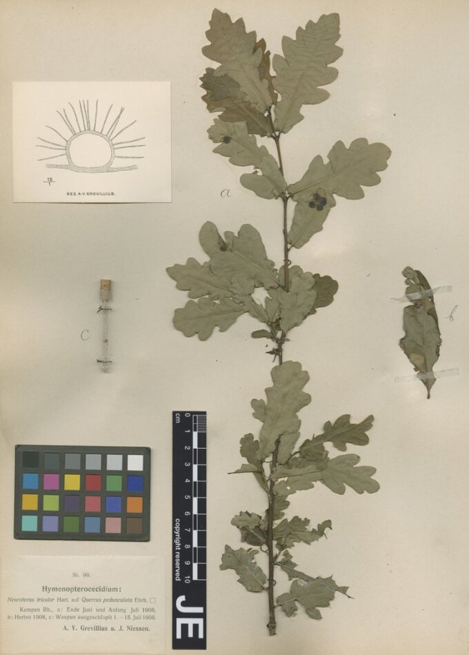 Neuroterus tricolor Hart. (eine Gallwespe) auf Quercus robur L. (Stieleiche) aus der „Sammlung von Tiergallen und Gallentieren, Lieferung IV, Nr. 99, 1908“.