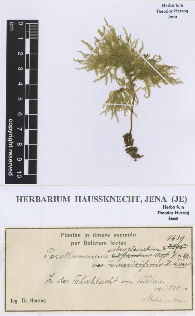 Porotrichum lancifrons (Hampe) Mitt., gesammelt von Theodor Herzog während seiner zweiten Reise durch Bolivien, 1911.