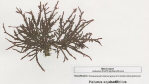 Halurus equisetifolius (Lightfoot) Kützing, gesammelt von Wolfram Braune in Jersey (Ost-Atlantik/Nordsee), 2007.