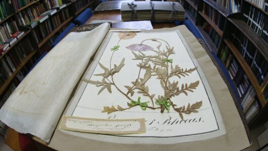 Herbarium specimen of Papaver rhoeas