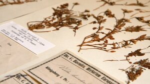 Detail of a herbarium specimen