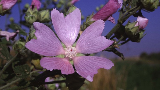 Blüte von Lavatera thuringiaca L.